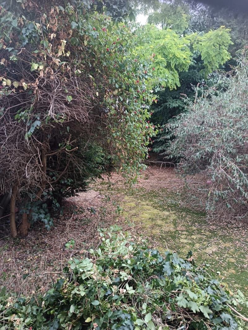 Before: an overgrown, neglected garden in Belper thick with brambles and waste