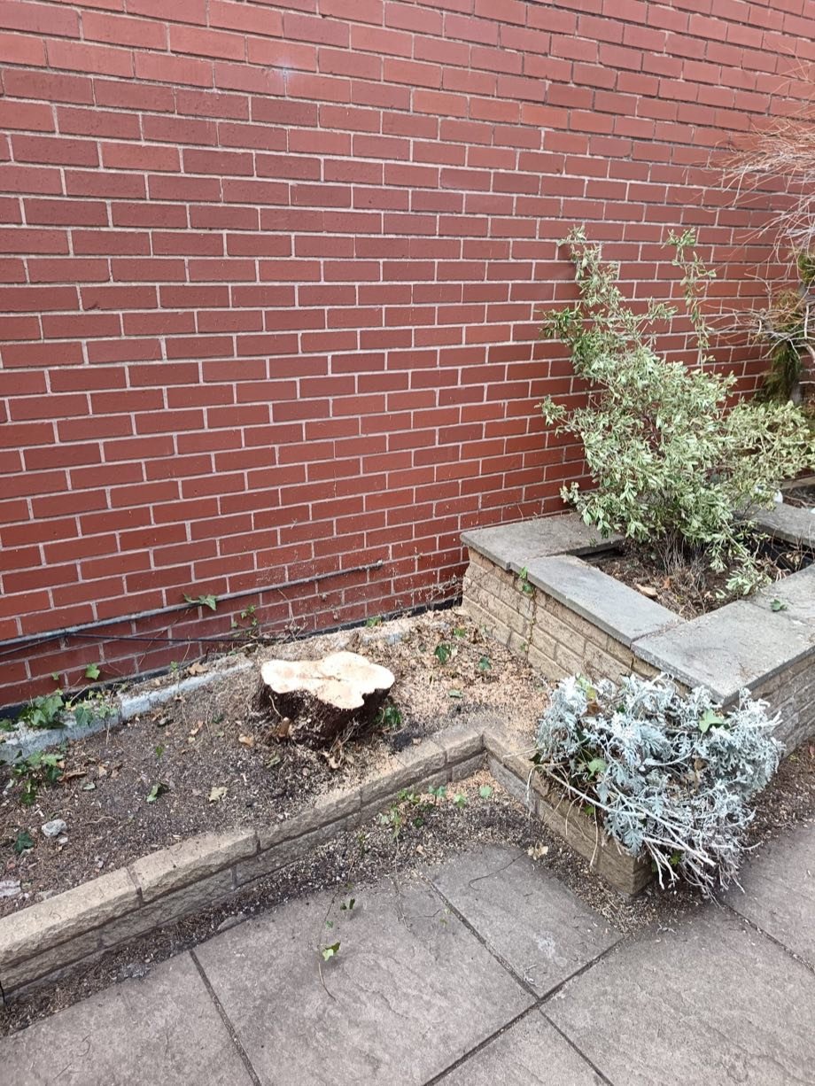 After: the tree safely crown-reduced and reshaped in Burton upon Trent, Staffordshire