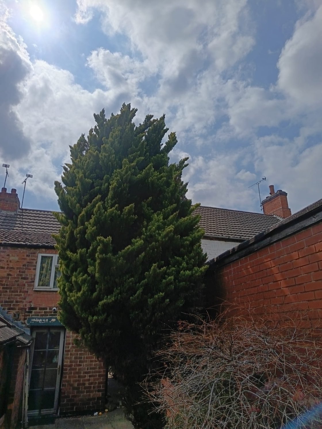 Before: a large, overgrown tree overhanging a garden in Burton upon Trent
